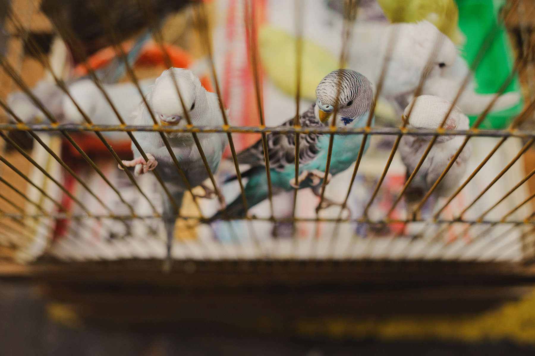 colorful destination wedding in mexico