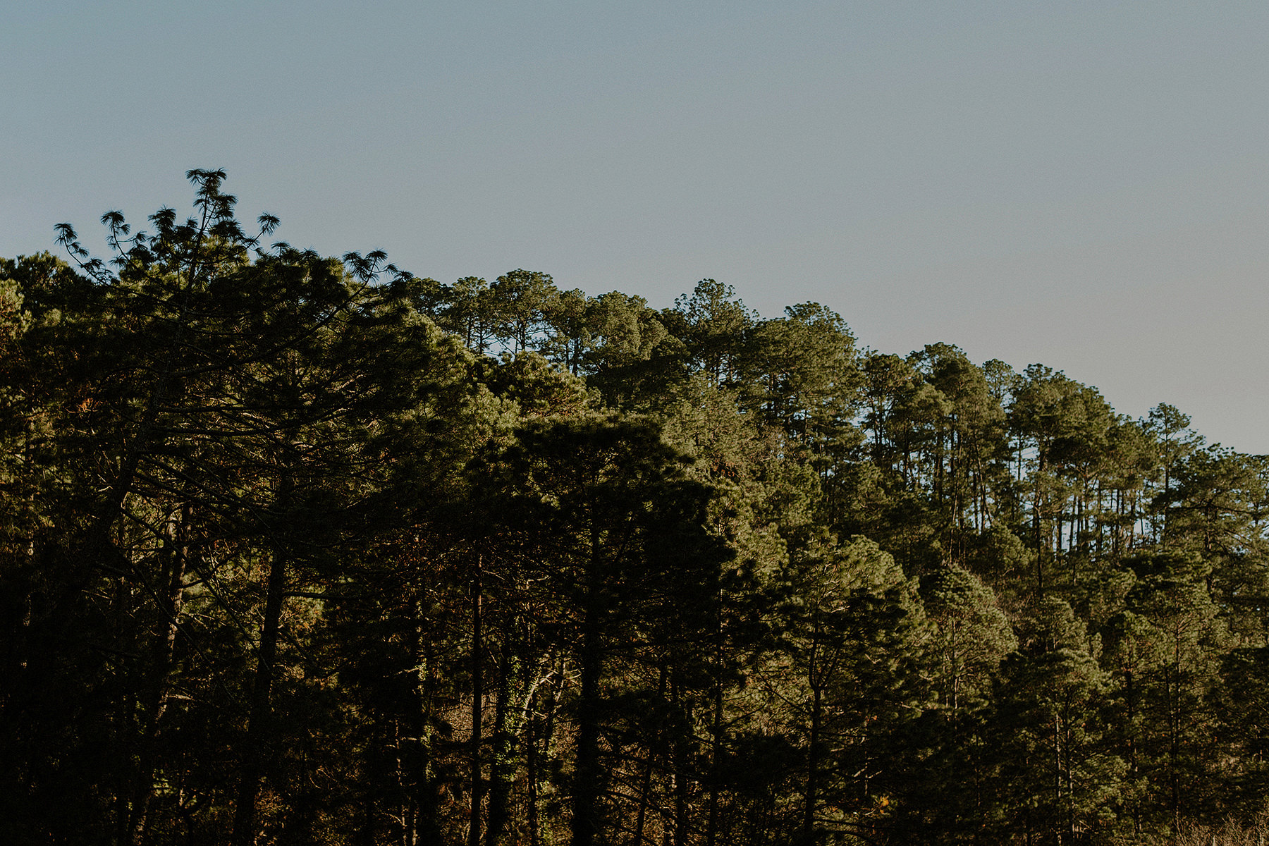 alternative engagement session in the woods