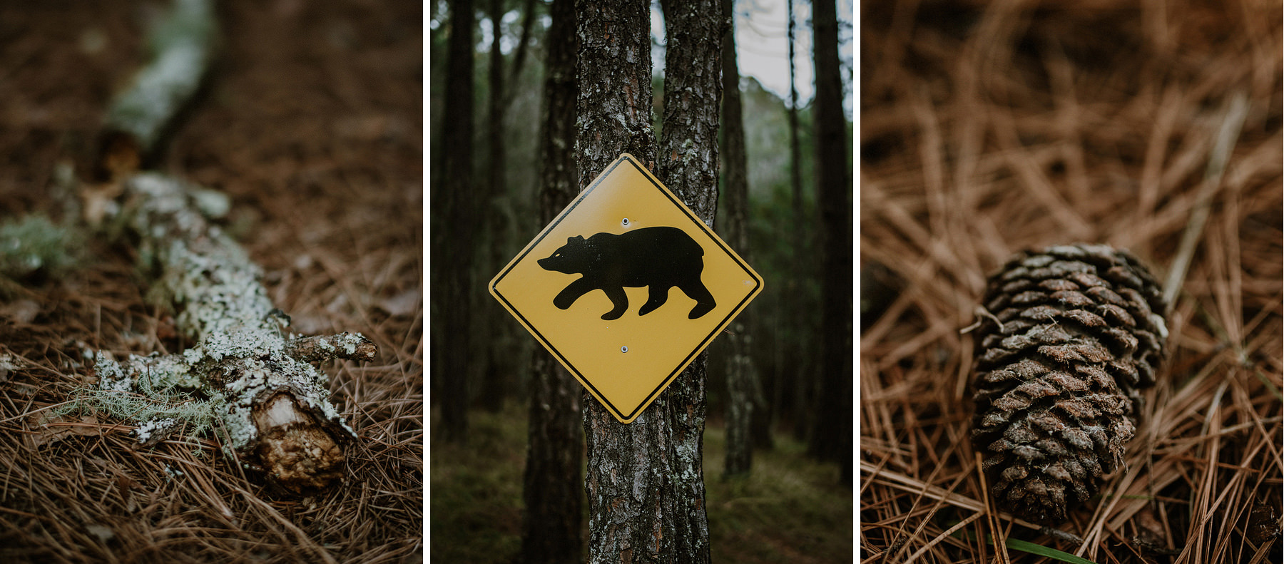 engagement session in the woods