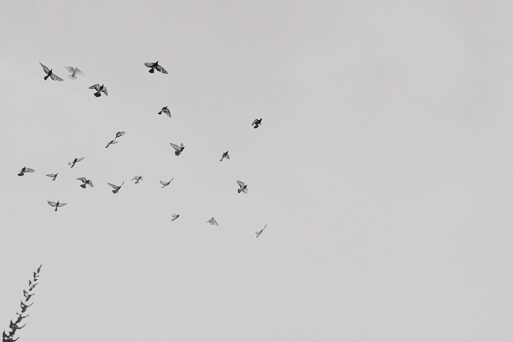 vibrant oaxaca wedding at terraza pitiona casa antonieta